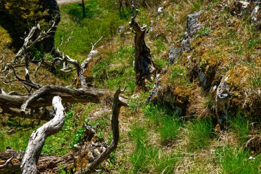Dollnstein antik şehrinde güzel bir gün