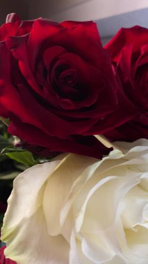 Pembe güllerin büyüleyici güzelliğine yakından hayranlık duyun. Hassas taç yaprakları ve parlak renkleri sığ bir alan derinliği ve koyu bir arkaplan üzerine vurgulanmış..