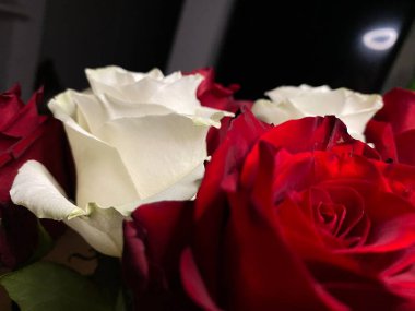 Pembe güllerin büyüleyici güzelliğine yakından hayranlık duyun. Hassas taç yaprakları ve parlak renkleri sığ bir alan derinliği ve koyu bir arkaplan üzerine vurgulanmış..