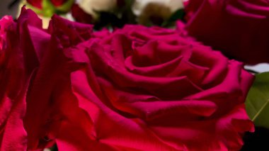 Admire the captivating beauty of pink roses up close, their delicate petals and vibrant hues highlighted against a shallow depth of field and dark background. clipart