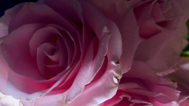 Pembe güllerin büyüleyici güzelliğine yakından hayranlık duyun. Hassas taç yaprakları ve parlak renkleri sığ bir alan derinliği ve koyu bir arkaplan üzerine vurgulanmış..