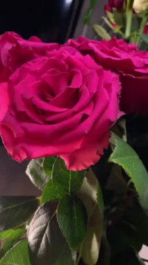 Pembe güllerin büyüleyici güzelliğine yakından hayranlık duyun. Hassas taç yaprakları ve parlak renkleri sığ bir alan derinliği ve koyu bir arkaplan üzerine vurgulanmış..