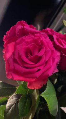 Pembe güllerin büyüleyici güzelliğine yakından hayranlık duyun. Hassas taç yaprakları ve parlak renkleri sığ bir alan derinliği ve koyu bir arkaplan üzerine vurgulanmış..