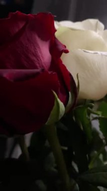 Pembe güllerin büyüleyici güzelliğine yakından hayranlık duyun. Hassas taç yaprakları ve parlak renkleri sığ bir alan derinliği ve koyu bir arkaplan üzerine vurgulanmış..