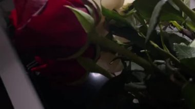 Pembe güllerin büyüleyici güzelliğine yakından hayranlık duyun. Hassas taç yaprakları ve parlak renkleri sığ bir alan derinliği ve koyu bir arkaplan üzerine vurgulanmış..