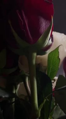 Pembe güllerin büyüleyici güzelliğine yakından hayranlık duyun. Hassas taç yaprakları ve parlak renkleri sığ bir alan derinliği ve koyu bir arkaplan üzerine vurgulanmış..