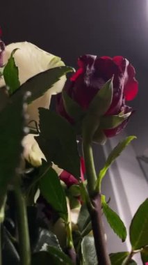 Pembe güllerin büyüleyici güzelliğine yakından hayranlık duyun. Hassas taç yaprakları ve parlak renkleri sığ bir alan derinliği ve koyu bir arkaplan üzerine vurgulanmış..