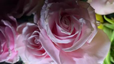 Pembe güllerin büyüleyici güzelliğine yakından hayranlık duyun. Hassas taç yaprakları ve parlak renkleri sığ bir alan derinliği ve koyu bir arkaplan üzerine vurgulanmış..