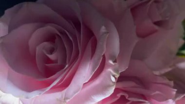 Pembe güllerin büyüleyici güzelliğine yakından hayranlık duyun. Hassas taç yaprakları ve parlak renkleri sığ bir alan derinliği ve koyu bir arkaplan üzerine vurgulanmış..