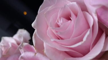 Pembe güllerin büyüleyici güzelliğine yakından hayranlık duyun. Hassas taç yaprakları ve parlak renkleri sığ bir alan derinliği ve koyu bir arkaplan üzerine vurgulanmış..