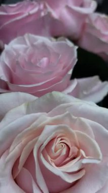 Pembe güllerin büyüleyici güzelliğine yakından hayranlık duyun. Hassas taç yaprakları ve parlak renkleri sığ bir alan derinliği ve koyu bir arkaplan üzerine vurgulanmış..