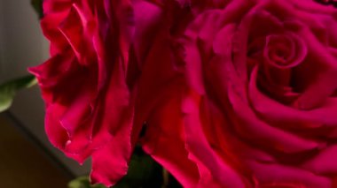 Pembe güllerin büyüleyici güzelliğine yakından hayranlık duyun. Hassas taç yaprakları ve parlak renkleri sığ bir alan derinliği ve koyu bir arkaplan üzerine vurgulanmış..