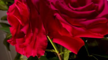 Pembe güllerin büyüleyici güzelliğine yakından hayranlık duyun. Hassas taç yaprakları ve parlak renkleri sığ bir alan derinliği ve koyu bir arkaplan üzerine vurgulanmış..