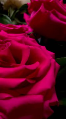 Pembe güllerin büyüleyici güzelliğine yakından hayranlık duyun. Hassas taç yaprakları ve parlak renkleri sığ bir alan derinliği ve koyu bir arkaplan üzerine vurgulanmış..