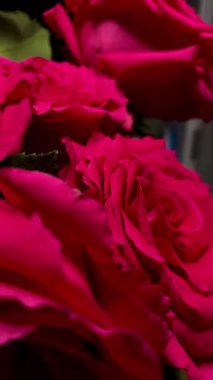 Pembe güllerin büyüleyici güzelliğine yakından hayranlık duyun. Hassas taç yaprakları ve parlak renkleri sığ bir alan derinliği ve koyu bir arkaplan üzerine vurgulanmış..