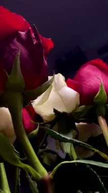 Pembe güllerin büyüleyici güzelliğine yakından hayranlık duyun. Hassas taç yaprakları ve parlak renkleri sığ bir alan derinliği ve koyu bir arkaplan üzerine vurgulanmış..