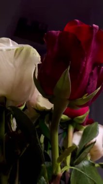 Pembe güllerin büyüleyici güzelliğine yakından hayranlık duyun. Hassas taç yaprakları ve parlak renkleri sığ bir alan derinliği ve koyu bir arkaplan üzerine vurgulanmış..