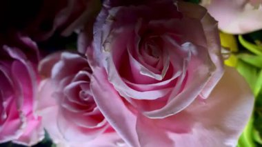 Pembe güllerin büyüleyici güzelliğine yakından hayranlık duyun. Hassas taç yaprakları ve parlak renkleri sığ bir alan derinliği ve koyu bir arkaplan üzerine vurgulanmış..