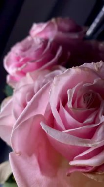 Pembe güllerin büyüleyici güzelliğine yakından hayranlık duyun. Hassas taç yaprakları ve parlak renkleri sığ bir alan derinliği ve koyu bir arkaplan üzerine vurgulanmış..