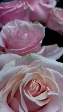 Pembe güllerin büyüleyici güzelliğine yakından hayranlık duyun. Hassas taç yaprakları ve parlak renkleri sığ bir alan derinliği ve koyu bir arkaplan üzerine vurgulanmış..