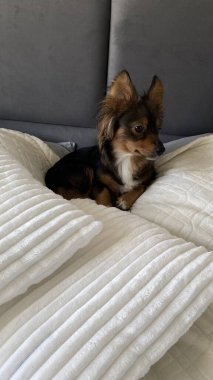 Küçük köpek rahat bir şekilde şık bir yatakta rahat bir şekilde dinleniyor. Rahat bir yatak odasında yumuşak bir yatak örtüsü var.