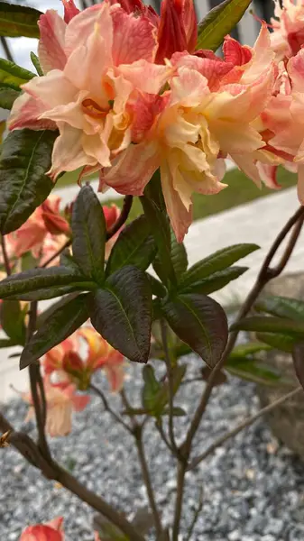 Bahçe manzaralı bir yerde yeşil yaprakları olan portakal pembesi bir çiçeğe yakın durun. Arka planda, modern çok katlı bir bina, mimariyle zıtlaşan, görünür bir yapıdır. Bu görüntü şehir gelişimi arasındaki uyumu temsil ediyor.