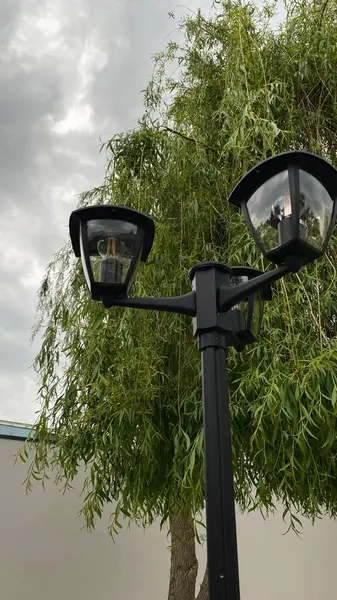 Açık sokak sahnesinde iki ışık kaynağına sahip uzun bir siyah lamba direği, çağlayan dalları olan yapraklı bir ağacın yanında duruyor. Arka planda, temiz beyaz bir duvar yeşilliğe zıtlık sağlar. Tabanda, küçük çimenli bir alan ve asfalt.