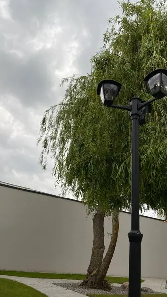 Açık sokak sahnesinde iki ışık kaynağına sahip uzun bir siyah lamba direği, çağlayan dalları olan yapraklı bir ağacın yanında duruyor. Arka planda, temiz beyaz bir duvar yeşilliğe zıtlık sağlar. Tabanda, küçük çimenli bir alan ve asfalt.