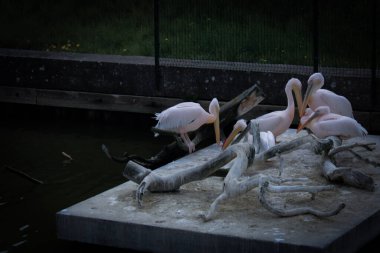 Bir grup pembe pelikan, somut bir platformda süzülen odun ve su yansıtmalarıyla Klaipeda 93100 Klaipedos m sav Litvanya 05.03.2025 14.29. Yüksek kalite fotoğraf