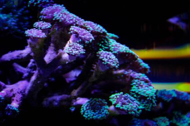 Evde mercan resifi akvaryum tankı var. Yüksek kalite fotoğraf. 