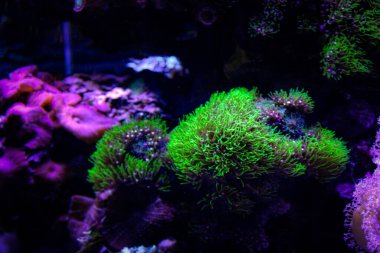 Evde mercan resifi akvaryum tankı var. Yüksek kalite fotoğraf. 