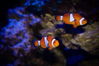Tropikal balık, karides ve su bitkilerinin olduğu tatlı su akvaryumu manzarası. Yüksek kalite fotoğraf