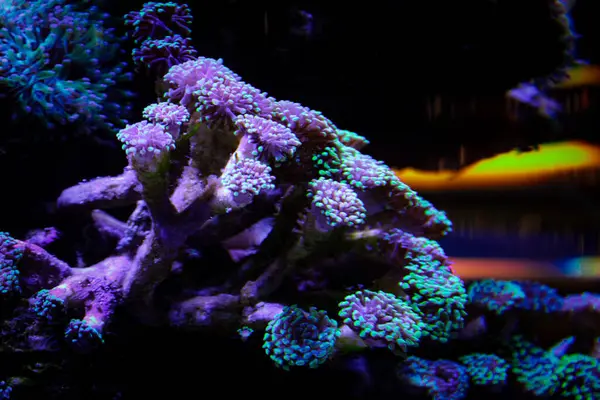 Evde mercan resifi akvaryum tankı var. Yüksek kalite fotoğraf. 