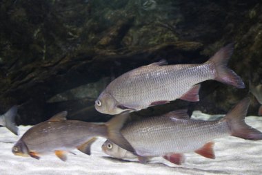 Tropikal balık, karides ve su bitkilerinin olduğu tatlı su akvaryumu manzarası. Yüksek kalite fotoğraf