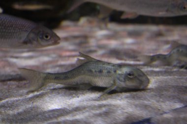 Tropikal balık, karides ve su bitkilerinin olduğu tatlı su akvaryumu manzarası. Yüksek kalite fotoğraf