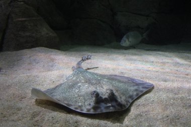 Litvanya 'daki Klaipeda Deniz Müzesi' ndeki büyük bir akvaryum tankında süzülüyordu. Zarif deniz hayvanı kayalar ve yapay mercanlarla çevrili berrak mavi sularda sorunsuzca hareket eder. Oceanarium 'daki popüler sergi ve m için eğitim merkezi