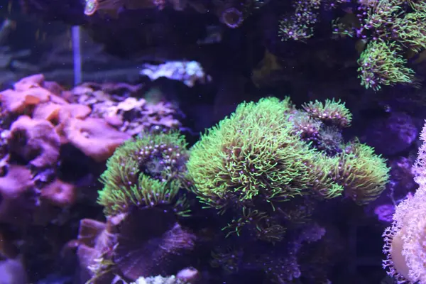 Evde mercan resifi akvaryum tankı var. Yüksek kalite fotoğraf