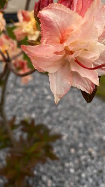 Bahçe manzaralı bir yerde yeşil yaprakları olan portakal pembesi bir çiçeğe yakın durun. Arka planda, modern çok katlı bir bina, mimariyle zıtlaşan, görünür bir yapıdır. Bu görüntü şehir gelişimi arasındaki uyumu temsil ediyor.