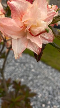 Bahçe manzaralı bir yerde yeşil yaprakları olan portakal pembesi bir çiçeğe yakın durun. Arka planda, modern çok katlı bir bina, mimariyle zıtlaşan, görünür bir yapıdır. Bu görüntü şehir gelişimi arasındaki uyumu temsil ediyor.