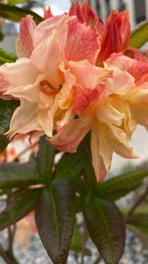 Bahçe manzaralı bir yerde yeşil yaprakları olan portakal pembesi bir çiçeğe yakın durun. Arka planda, modern çok katlı bir bina, mimariyle zıtlaşan, görünür bir yapıdır. Bu görüntü şehir gelişimi arasındaki uyumu temsil ediyor.