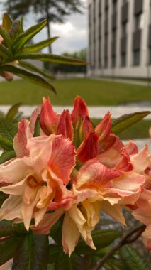 Bahçe manzaralı bir yerde yeşil yaprakları olan portakal pembesi bir çiçeğe yakın durun. Arka planda, modern çok katlı bir bina, mimariyle zıtlaşan, görünür bir yapıdır. Bu görüntü şehir gelişimi arasındaki uyumu temsil ediyor.