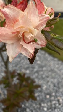 Bahçe manzaralı bir yerde yeşil yaprakları olan portakal pembesi bir çiçeğe yakın durun. Arka planda, modern çok katlı bir bina, mimariyle zıtlaşan, görünür bir yapıdır. Bu görüntü şehir gelişimi arasındaki uyumu temsil ediyor.