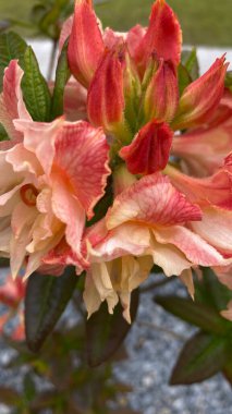 Bahçe manzaralı bir yerde yeşil yaprakları olan portakal pembesi bir çiçeğe yakın durun. Arka planda, modern çok katlı bir bina, mimariyle zıtlaşan, görünür bir yapıdır. Bu görüntü şehir gelişimi arasındaki uyumu temsil ediyor.