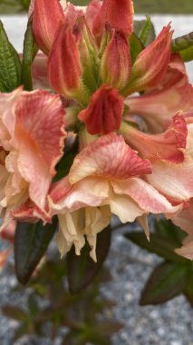 Bahçe manzaralı bir yerde yeşil yaprakları olan portakal pembesi bir çiçeğe yakın durun. Arka planda, modern çok katlı bir bina, mimariyle zıtlaşan, görünür bir yapıdır. Bu görüntü şehir gelişimi arasındaki uyumu temsil ediyor.