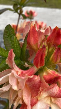 Bahçe manzaralı bir yerde yeşil yaprakları olan portakal pembesi bir çiçeğe yakın durun. Arka planda, modern çok katlı bir bina, mimariyle zıtlaşan, görünür bir yapıdır. Bu görüntü şehir gelişimi arasındaki uyumu temsil ediyor.