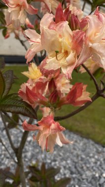 Bahçe manzaralı bir yerde yeşil yaprakları olan portakal pembesi bir çiçeğe yakın durun. Arka planda, modern çok katlı bir bina, mimariyle zıtlaşan, görünür bir yapıdır. Bu görüntü şehir gelişimi arasındaki uyumu temsil ediyor.