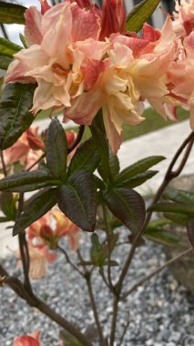 Bahçe manzaralı bir yerde yeşil yaprakları olan portakal pembesi bir çiçeğe yakın durun. Arka planda, modern çok katlı bir bina, mimariyle zıtlaşan, görünür bir yapıdır. Bu görüntü şehir gelişimi arasındaki uyumu temsil ediyor.