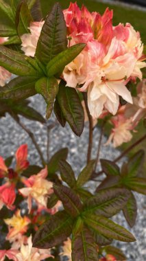 Bahçe manzaralı bir yerde yeşil yaprakları olan portakal pembesi bir çiçeğe yakın durun. Arka planda, modern çok katlı bir bina, mimariyle zıtlaşan, görünür bir yapıdır. Bu görüntü şehir gelişimi arasındaki uyumu temsil ediyor.