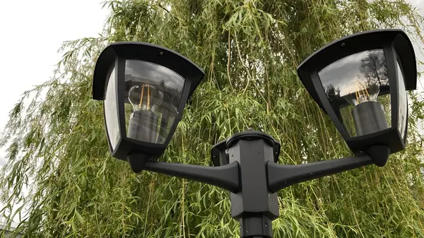 Açık sokak sahnesinde iki ışık kaynağına sahip uzun bir siyah lamba direği, çağlayan dalları olan yapraklı bir ağacın yanında duruyor. Arka planda, temiz beyaz bir duvar yeşilliğe zıtlık sağlar. Tabanda, küçük çimenli bir alan ve asfalt.