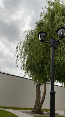 Açık sokak sahnesinde iki ışık kaynağına sahip uzun bir siyah lamba direği, çağlayan dalları olan yapraklı bir ağacın yanında duruyor. Arka planda, temiz beyaz bir duvar yeşilliğe zıtlık sağlar. Tabanda, küçük çimenli bir alan ve asfalt.